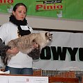Wystawa Kotów Rasowych Olsztyn 16-17.01.2010 - część II