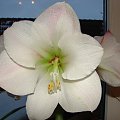 #hippeastrum