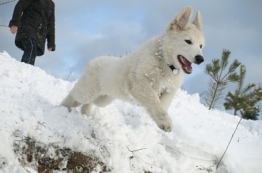 Biały owczarek szwajcarski HRABIA of White Finess www.zchatyleona.republika.pl #BiałyOwczarekSzwajcarski #opole #siołkowice #kois #BiałyOwczarek #ZChatyLeona #bogacz #hrabia #awa #cygan #aventia