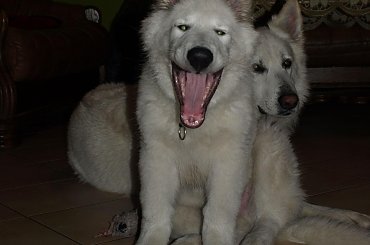 Biały owczarek szwajcarski HRABIA of White Finess www.zchatyleona.republika.pl #BiałyOwczarekSzwajcarski #opole #siołkowice #kois #BiałyOwczarek #ZChatyLeona #bogacz #hrabia #awa #cygan #aventia