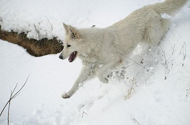 Biały owczarek szwajcarski AVENTIA Fortunatus www.zchatyleona.republika.pl #BiałyOwczarekSzwajcarski #opole #siołkowice #kois #BiałyOwczarek #ZChatyLeona #bogacz #hrabia #awa #cygan #aventia