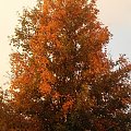 #drzewo #kolon #jesień #KoloroweDrzewo