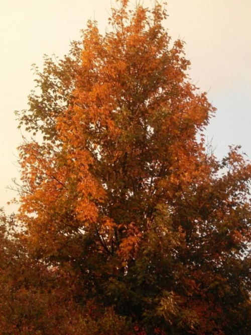 #drzewo #kolon #jesień #KoloroweDrzewo