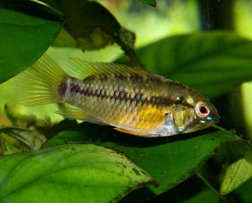 Samica - Apistogramma Hongsloi