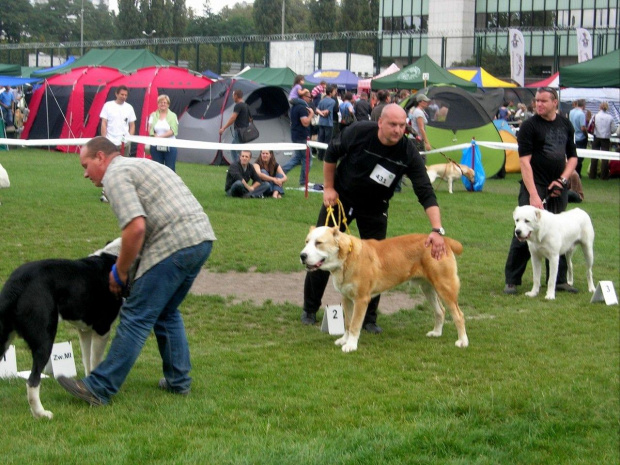 Samar 10 miesięcy, Klubowa Wystawa Molosów W-wa 2009