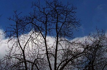 Miły poranek #Warszawa #poranek #drzewo #niebo #błękit