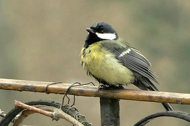 Wygląda jak po kąpieli. #sikorka