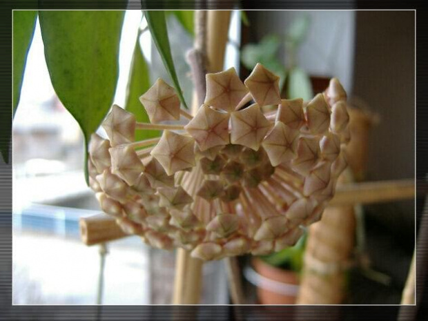 Hoya Vittelina