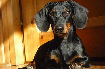 #psy #zwierzęta #jamniki