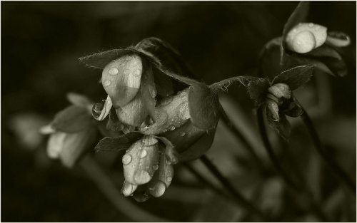 Po deszczu... #Kwiaty #makro