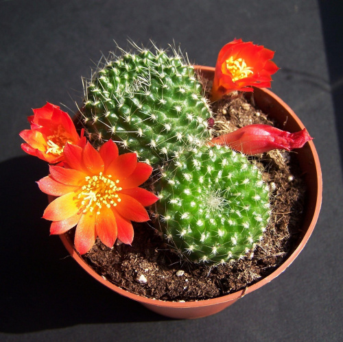 Rebutia minuscula #rebutia #minuscula #kaktus #cactus