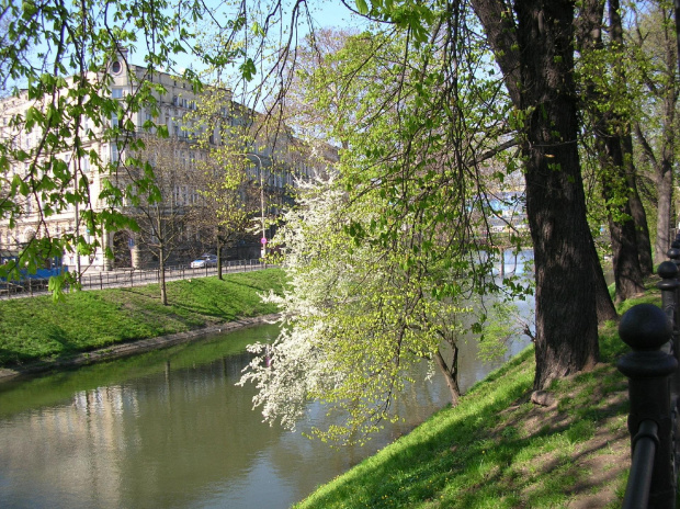 Jesteśmy nad fosą miejską w świeżej,wiosennej zieleni.