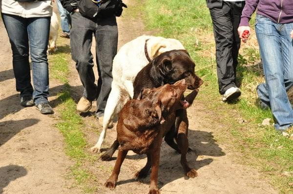 Spotkanie labradorow marianowo/stargard/szczecin