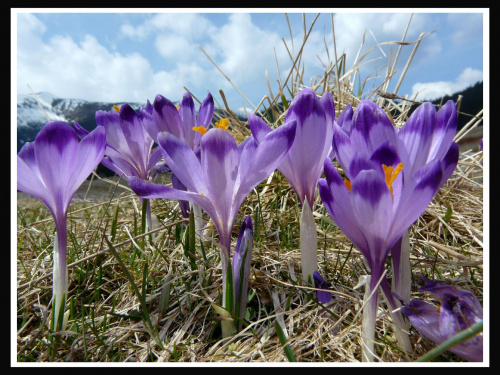 krokusy #krokusy #kwiatki #wiosna #DolinaChochołowska