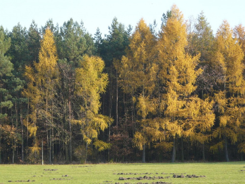 jesienne modrzewie w Myślęcinku #jesień #natura #Bydgoszcz