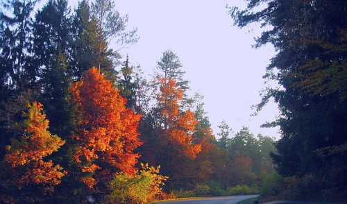 Barwy jesieni #jesień #drzewa #krajobrazy #przyroda