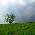 Samotne drzewko #zieleń #drzewo #chmury #wiosna