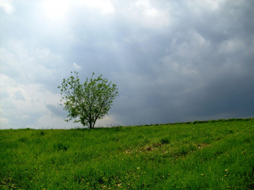 Samotne drzewko #zieleń #drzewo #chmury #wiosna