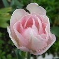 To nie róża - to tulipan pełny choć wygląda jak królowa to nie ona;-)