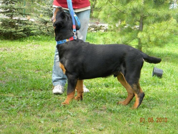 #rottweiler #rottweilery #psy #zwierzęta