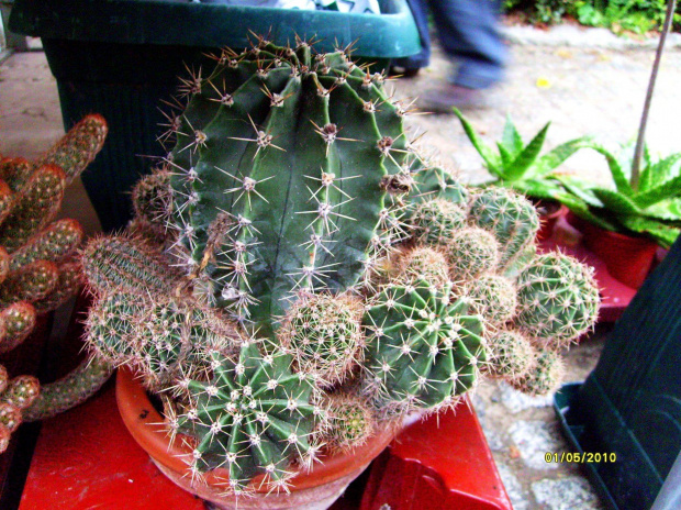 Echinopsis multiplex #echinopsis #multiplex #kaktus #sukulent