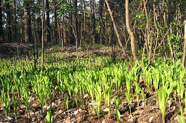 Puszcza Kampinoska-konwalie na skraju Karpat #PuszczaKampinoska #las #drzewa