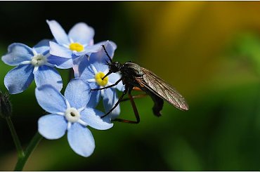 Niezapominajki i ... #Niezapominajki #kwiaty #makro #owady