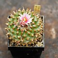 Turbinicarpus Panarottoi MZ 620