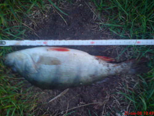 Okoń 32cm. #rybki