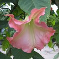 Datura Pink