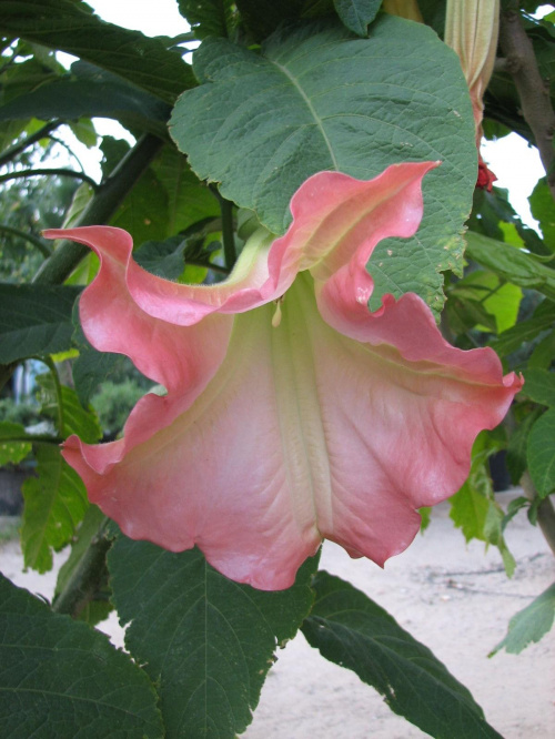 Datura Pink