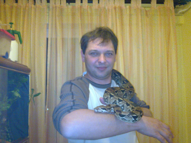 wąz boa constrictor dusiciel