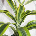 Dracena