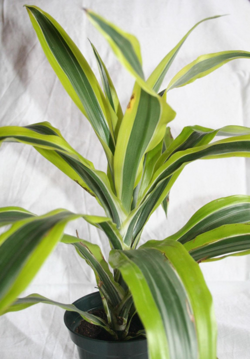 Dracena