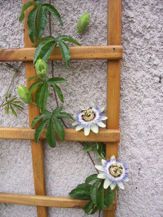 Passiflora caerulea