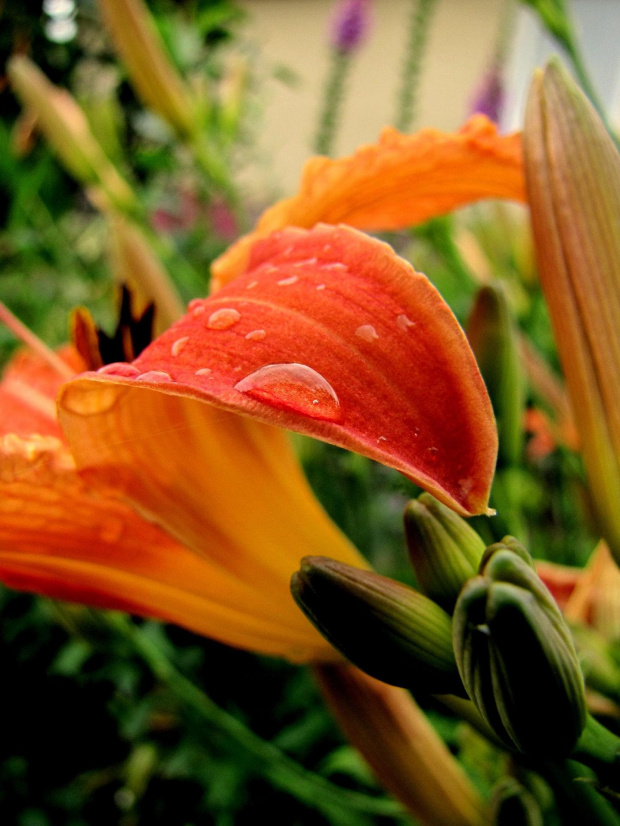 #Lilia #Ogród #Kwiaty