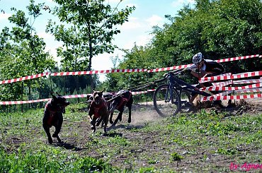 Sport zaprzęgowy w wydaniu bez śniegu -dryland #ZieloneBielkówko #amberdog