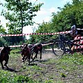 Sport zaprzęgowy w wydaniu bez śniegu -dryland #ZieloneBielkówko #amberdog