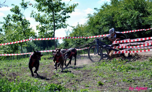 Sport zaprzęgowy w wydaniu bez śniegu -dryland #ZieloneBielkówko #amberdog