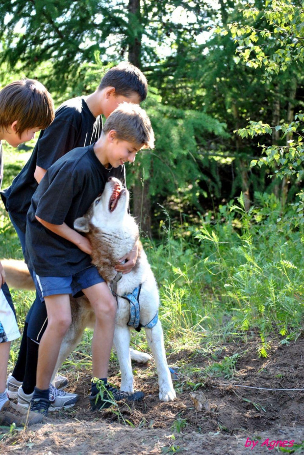 Sport zaprzęgowy w wydaniu bez śniegu -dryland #ZieloneBielkówko #amberdog