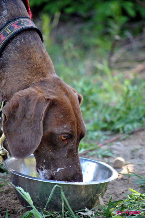 Sport zaprzęgowy w wydaniu bez śniegu -dryland #ZieloneBielkówko #amberdog