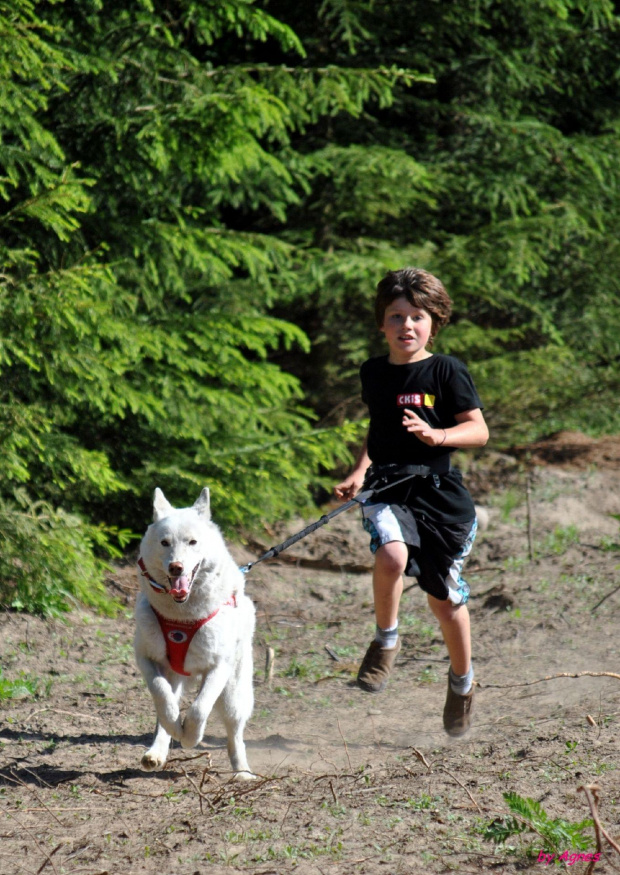 Sport zaprzęgowy w wydaniu bez śniegu -dryland #ZieloneBielkówko #amberdog