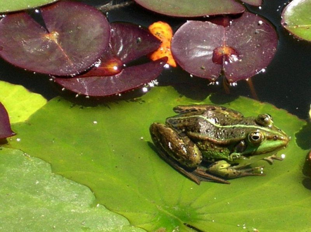 Wrocławski Ogród Botaniczny.Wprawdzie wiekszość kwiatów już przekwitła,ale i tak przyjemnie było pospacerować wśród zieleni :)