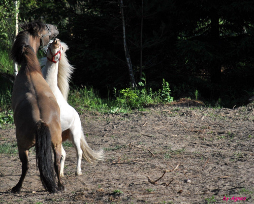 Sport zaprzęgowy w wydaniu bez śniegu -dryland #ZieloneBielkówko #amberdog