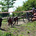 Sport zaprzęgowy w wydaniu bez śniegu -dryland #ZieloneBielkówko #amberdog