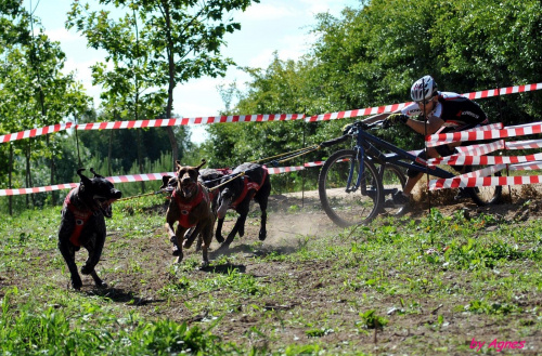 Sport zaprzęgowy w wydaniu bez śniegu -dryland #ZieloneBielkówko #amberdog