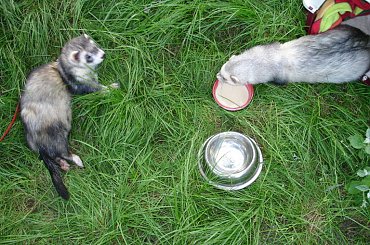 w ogródku - 26 VI 2010 #fretka #ogródek #Kubuś #Plastuś #PlayPen #spacer