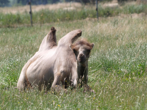 Zoo Safari Świerkocin