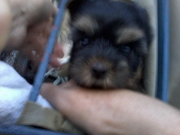 #chico #YorkshireTerrier #york #pies #dog #terrier