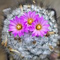 Turbinicarpus roseiflorus-during the flowering